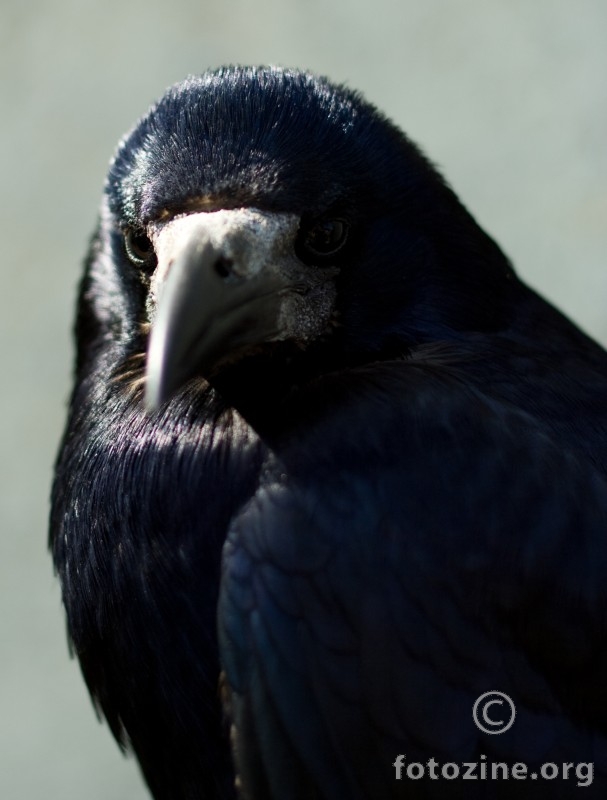 Corvus corax 1