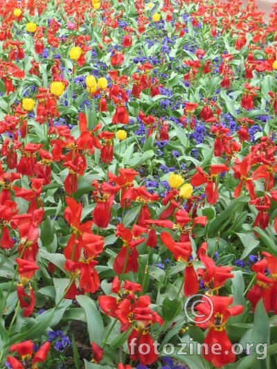 Tulipani,Crveno u plavom