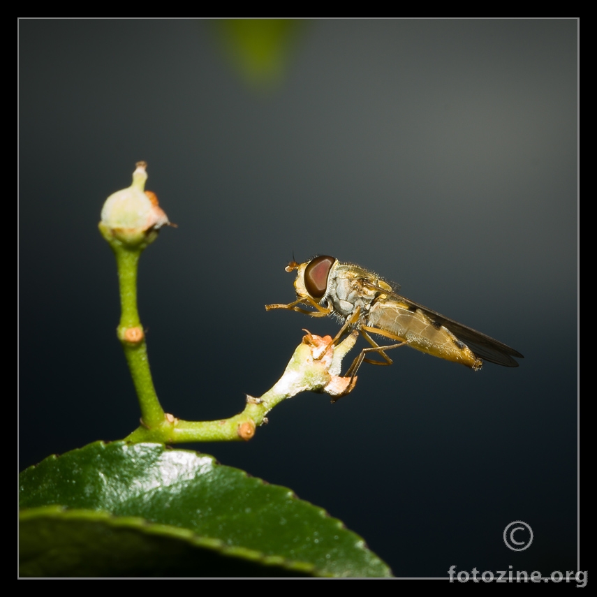 osolika muha (lat. Syrphidae)