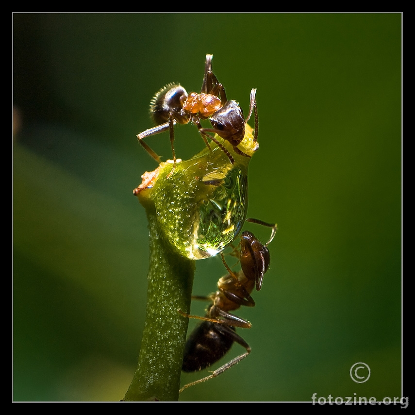 mravci