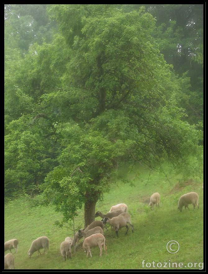 sheep and rain...