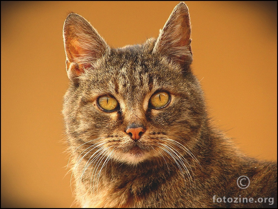 ... portret začuđene mačkice ...
