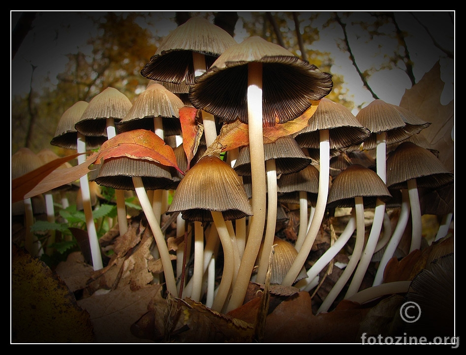 ... gljive poslije kiše ...