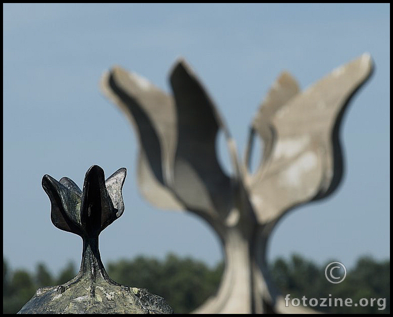 ... flower  -  Jasenovac ...