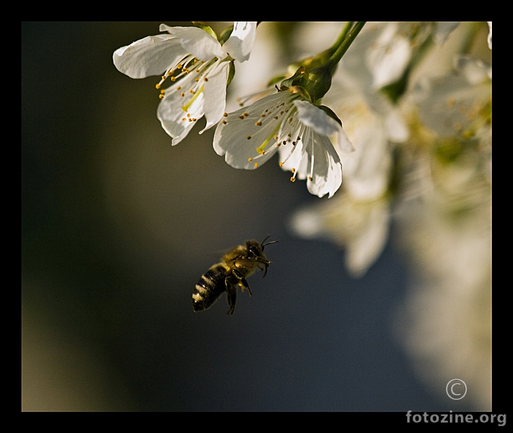 ... pčela i cvijet ...