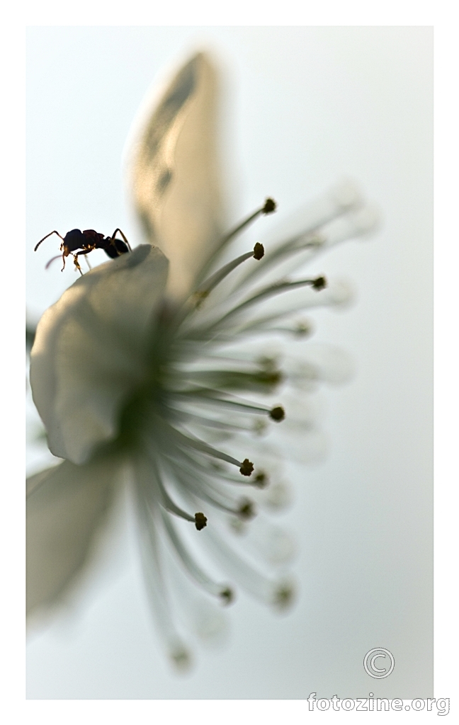 ... mrav & cvijet ...