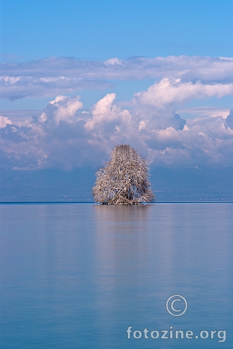 Tree In The Middle Of The Lake