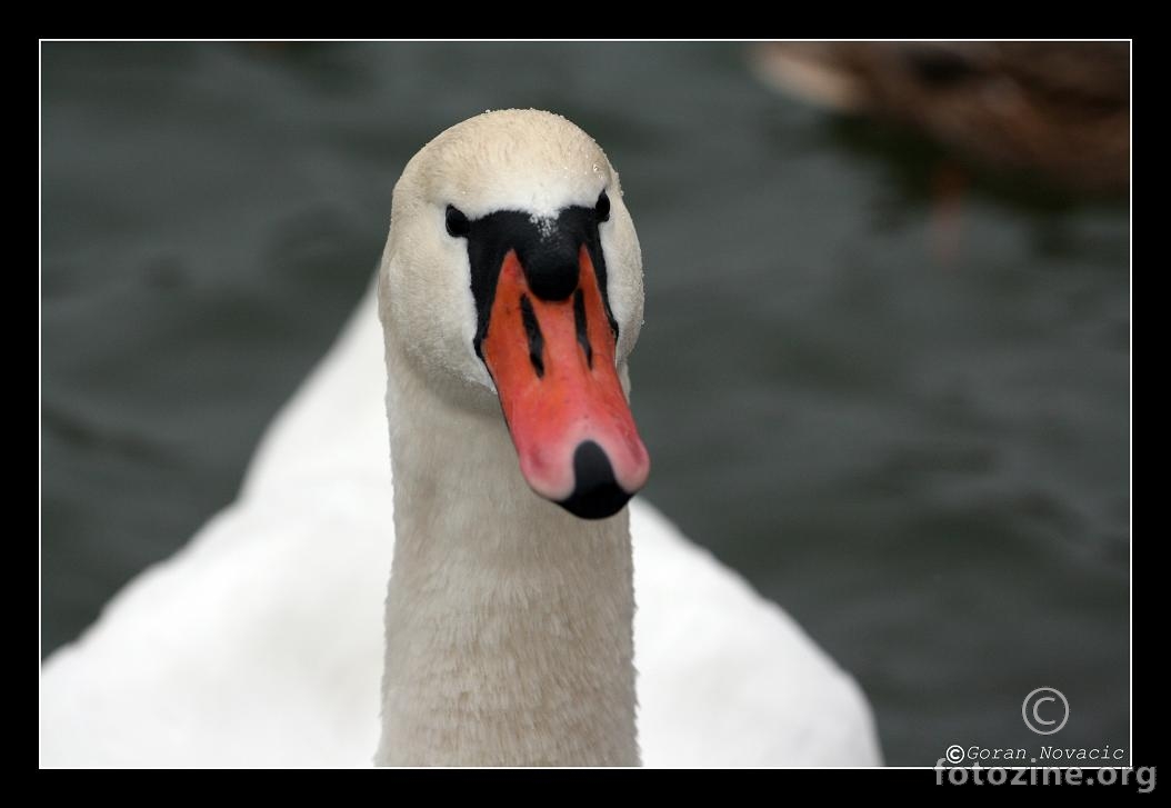 Swan3....