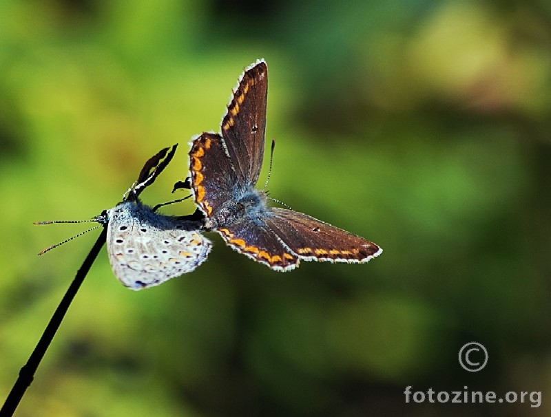 butterfly love...
