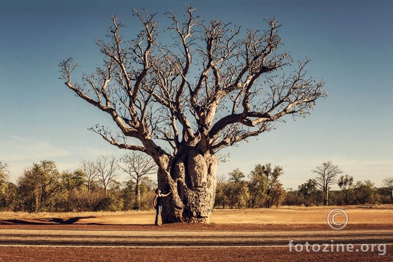  Australian Boab Tree...