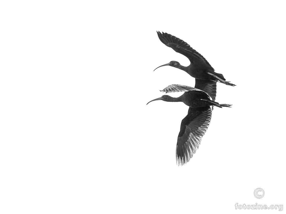crni ibisi
