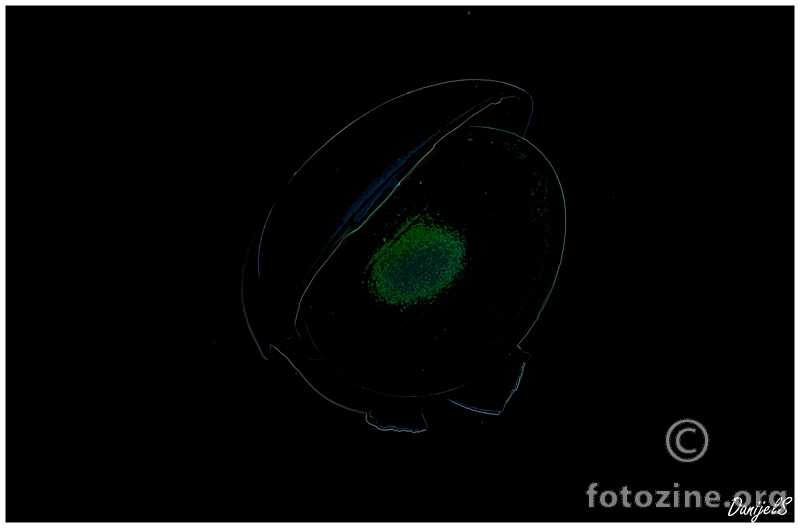 vjecnost