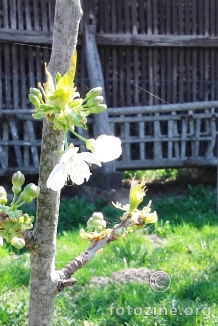 prvi prvi trešnjin cvijet