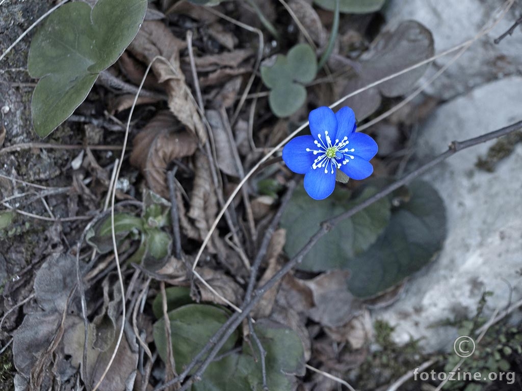 Plavi cvijet