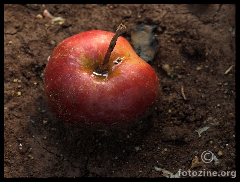 crvena jabuka