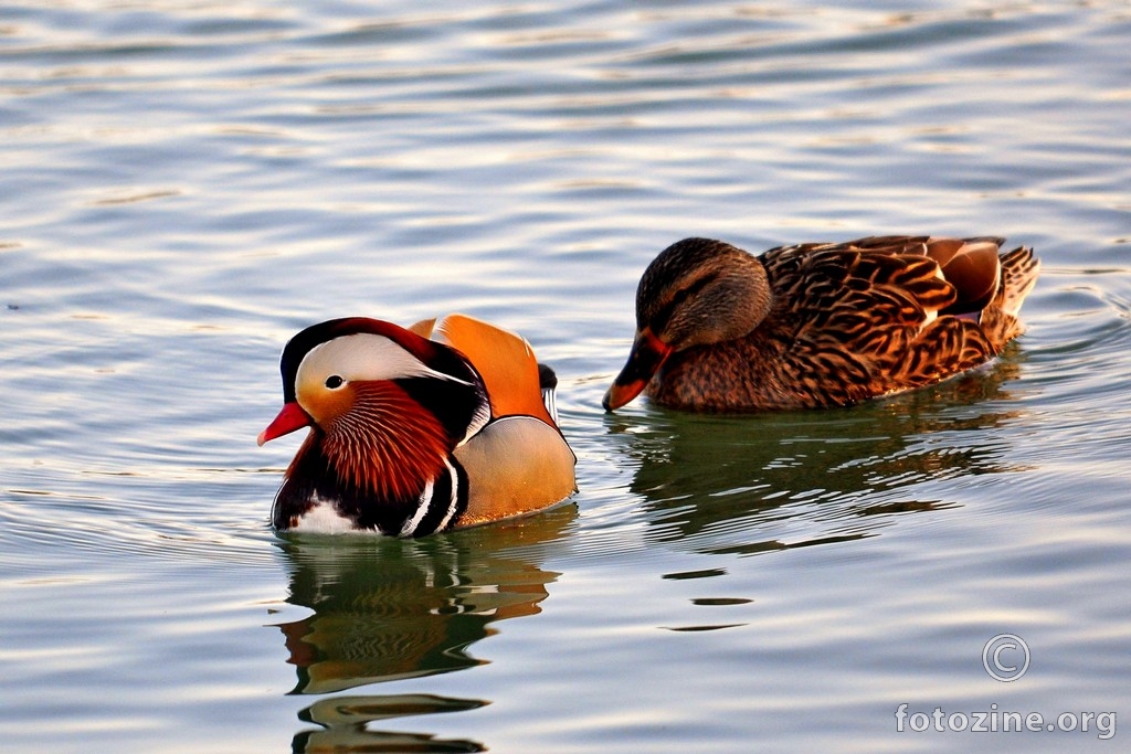 Mandarin i divlja patka