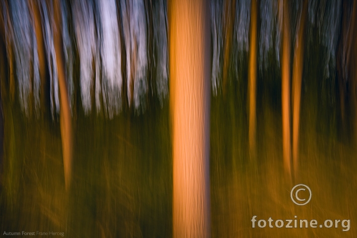 Autumn Forest