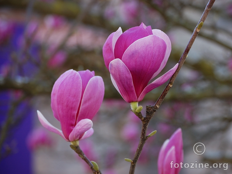 magnolia 2010 - II