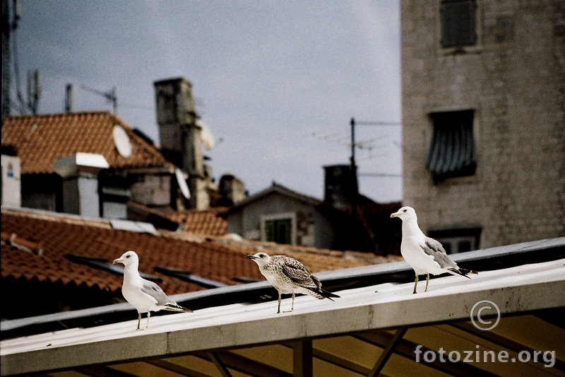 trojka sa peškarije