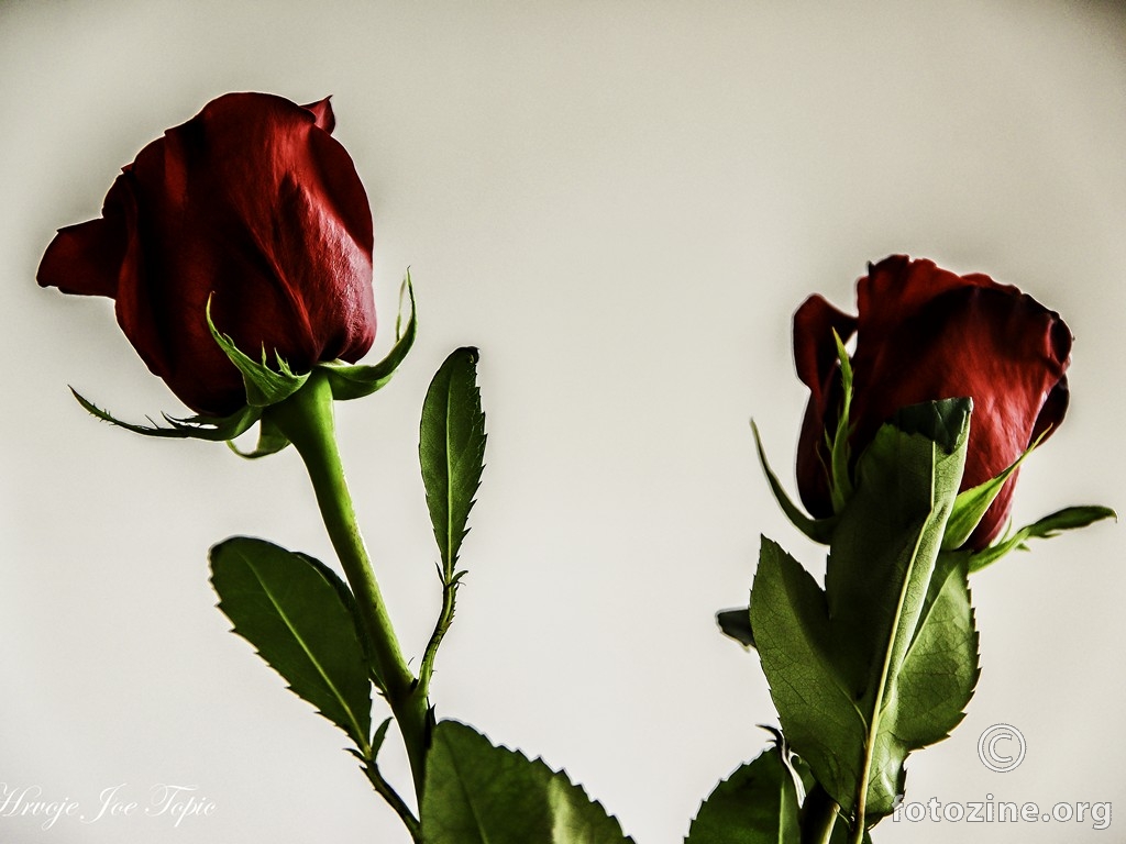 Dvije Ruže