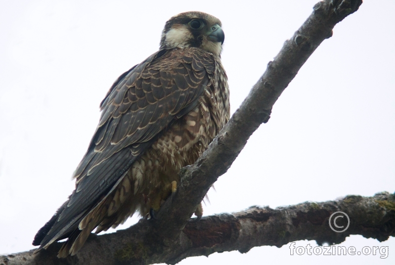 sivi sokol-Falco peregrinus