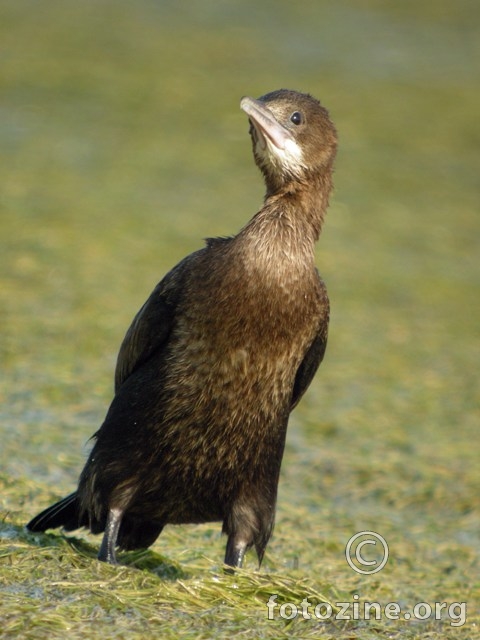 mali kormoran- Halietor pygmaeus