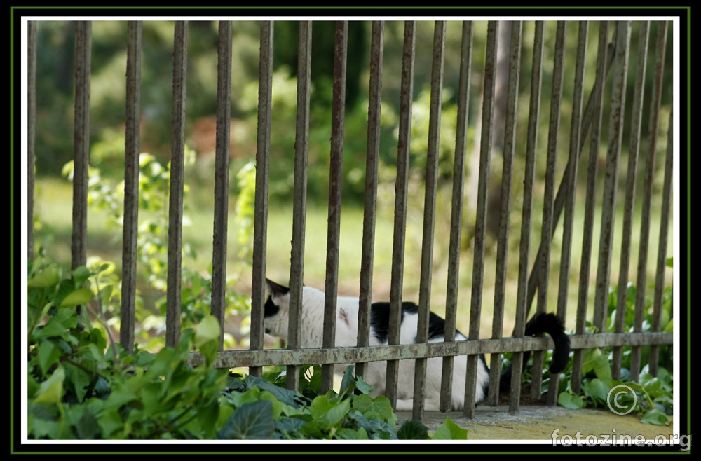 Kitty behind the bars.....