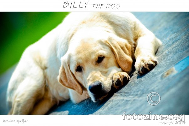 Billy the dog