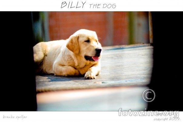 Billy the dog