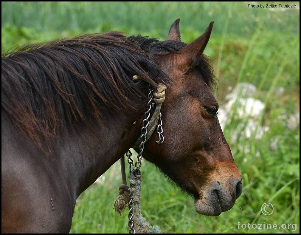 GOLEMA JE KONJSKA MUKA, DESETINE GNJAVI  MUHA, A NI JEDNA ZA TJERANJE RUKA BY ŽT