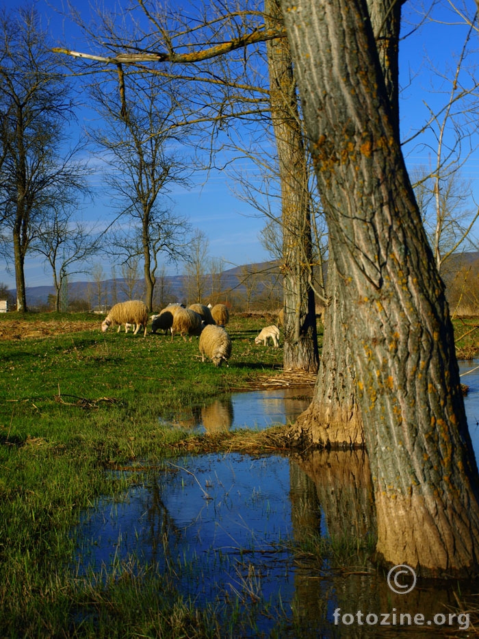 Ovčice u Gackoj dolini