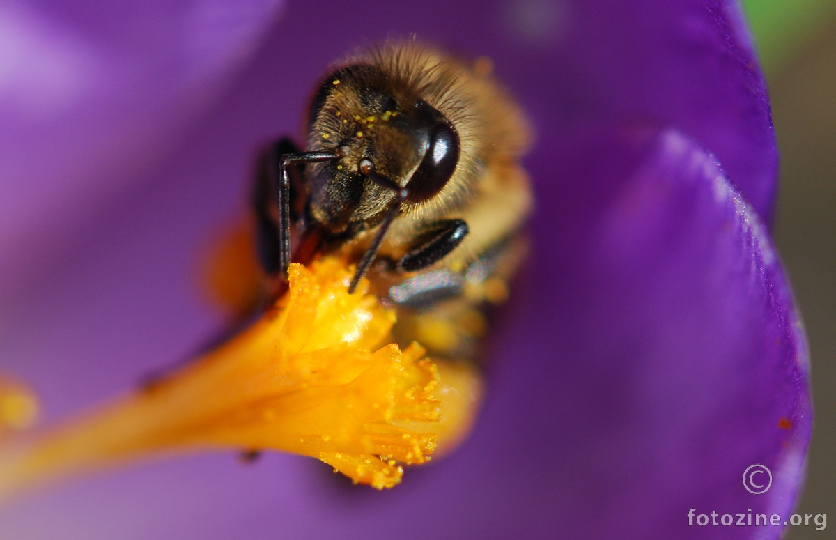 pčela u "berbi" u cvijetu šafrana