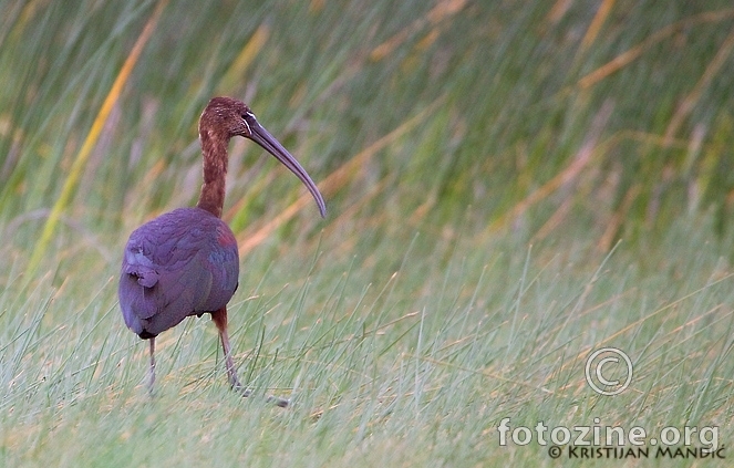 Blistavi ibis ( Plegadis falcinellus ) 