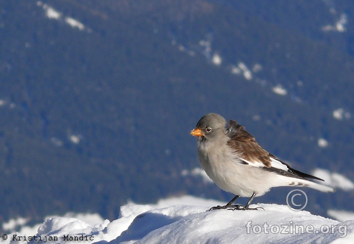 Snježni vrabac (Montifringilla  nivalis)
