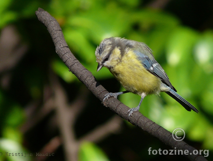 Plavetna sjenica (Parus caeruleus)