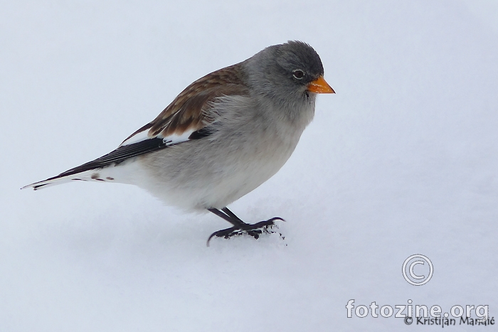 Snježni vrabac - Montifringilla nivalis
