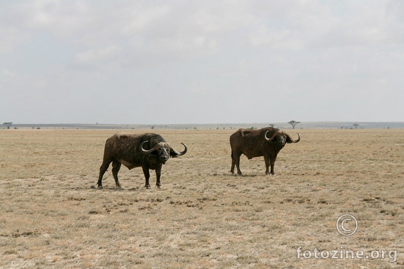 buffalo vs. buffalo