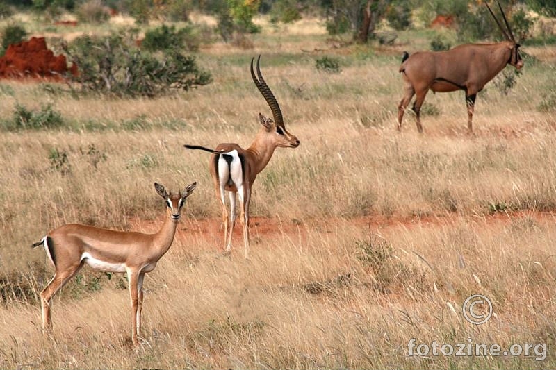 impala vs. oryx