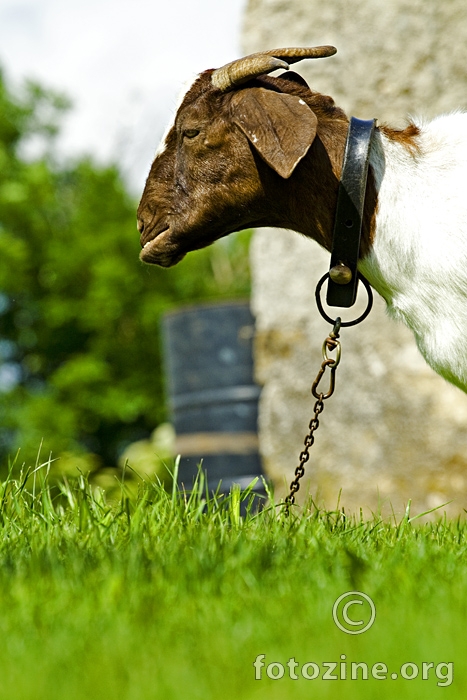 lindarska koza
