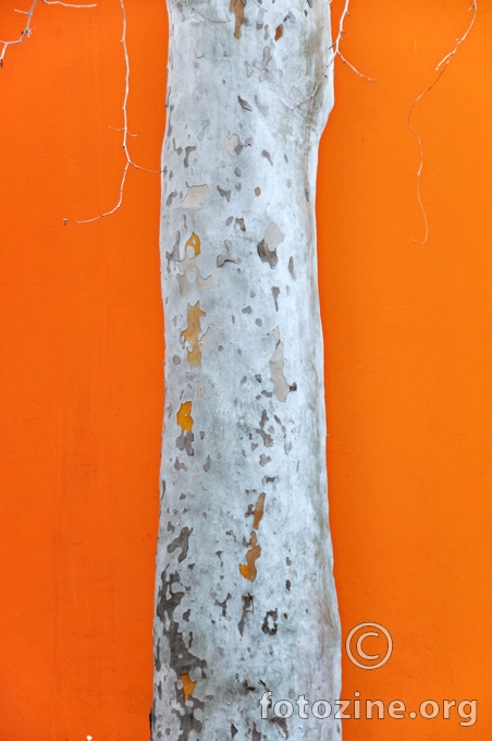 ranojutarnje stablo na narančastoj podlozi i kosa koja visi