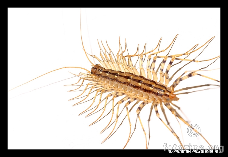 House Centiped