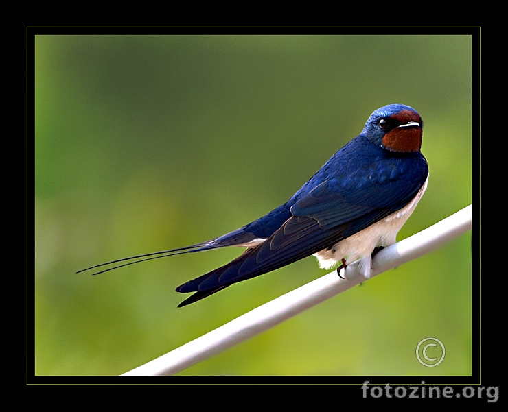 swallow
