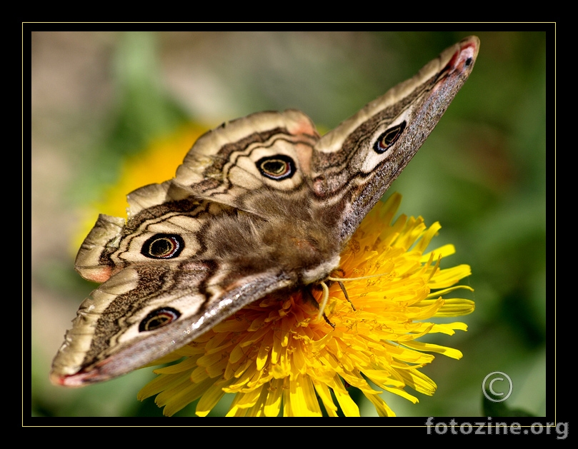 leptirica