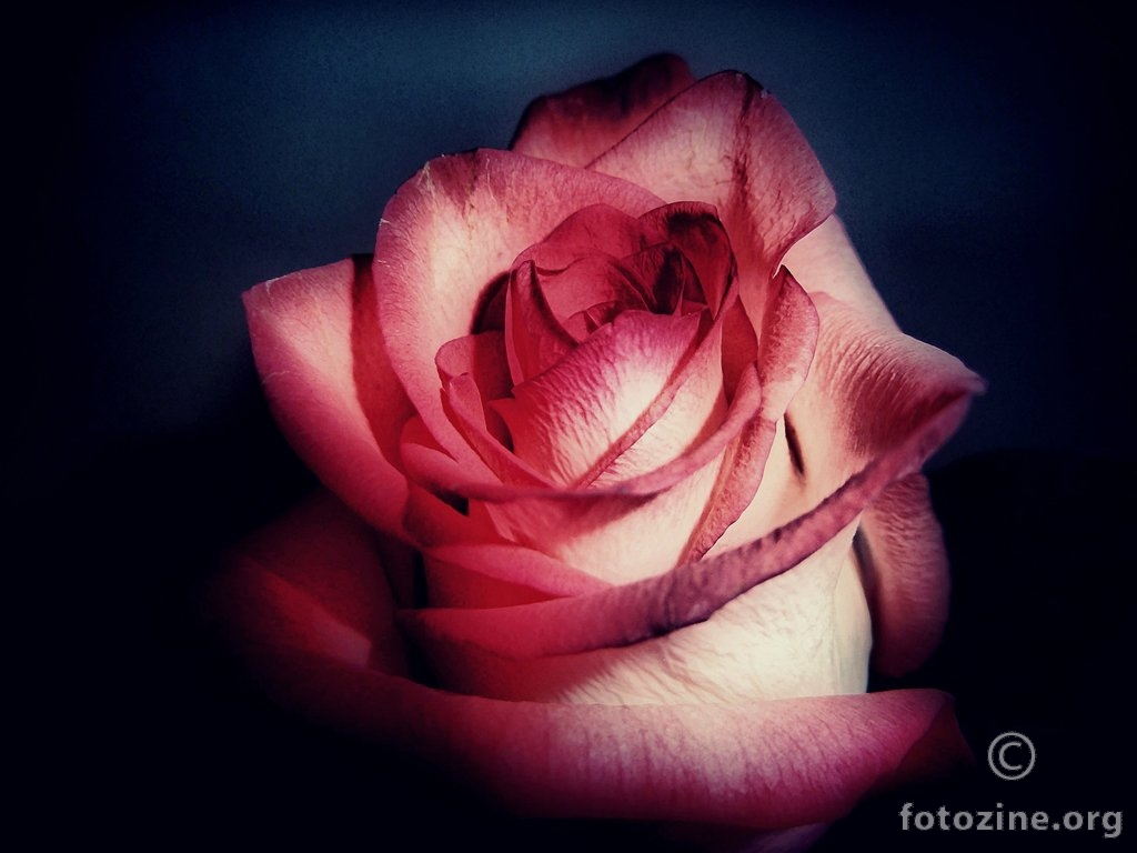 Ruža za tebe...