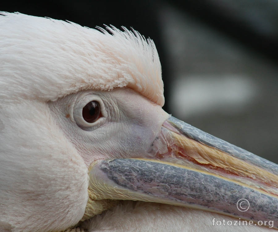 pelikanov pogled