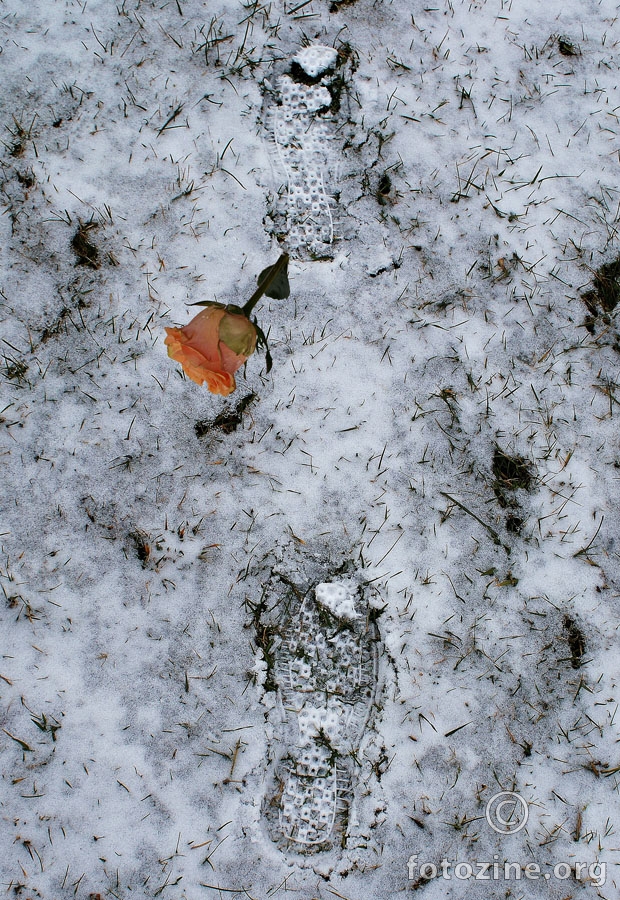 ruža u snijegu