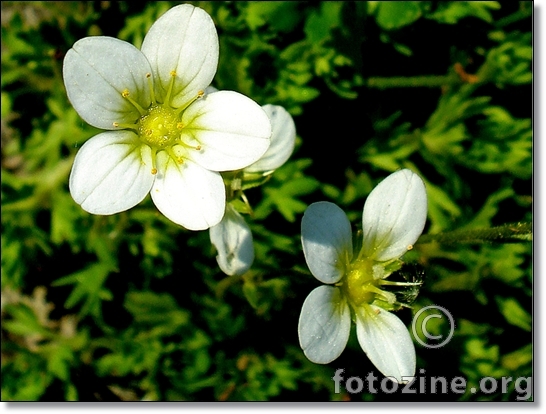 mini cvijeće-macro slika