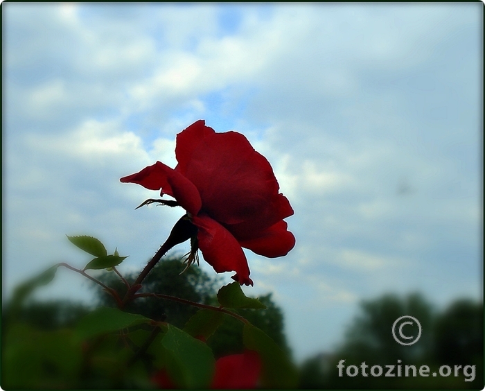 ruže ljubavi