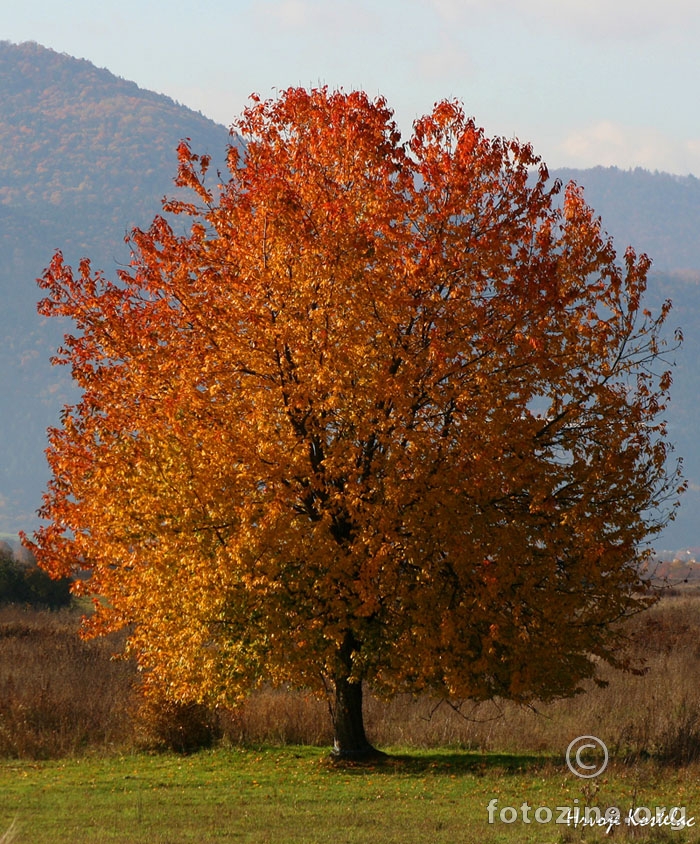 Drvo jesen