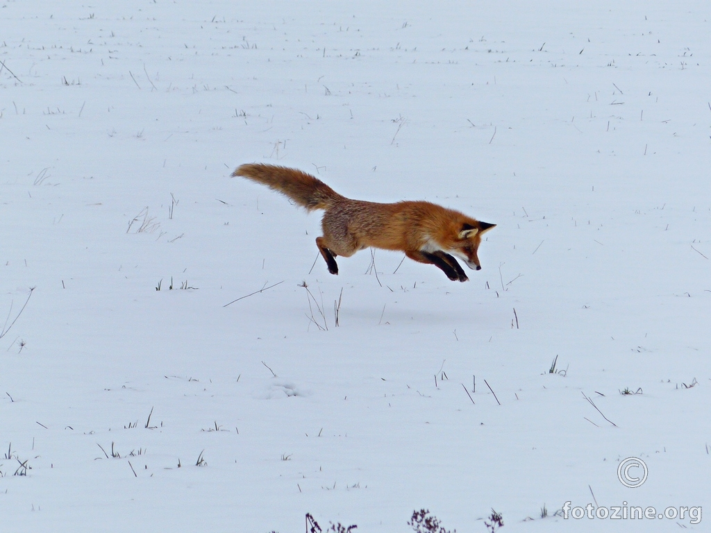 Lisica u lovu